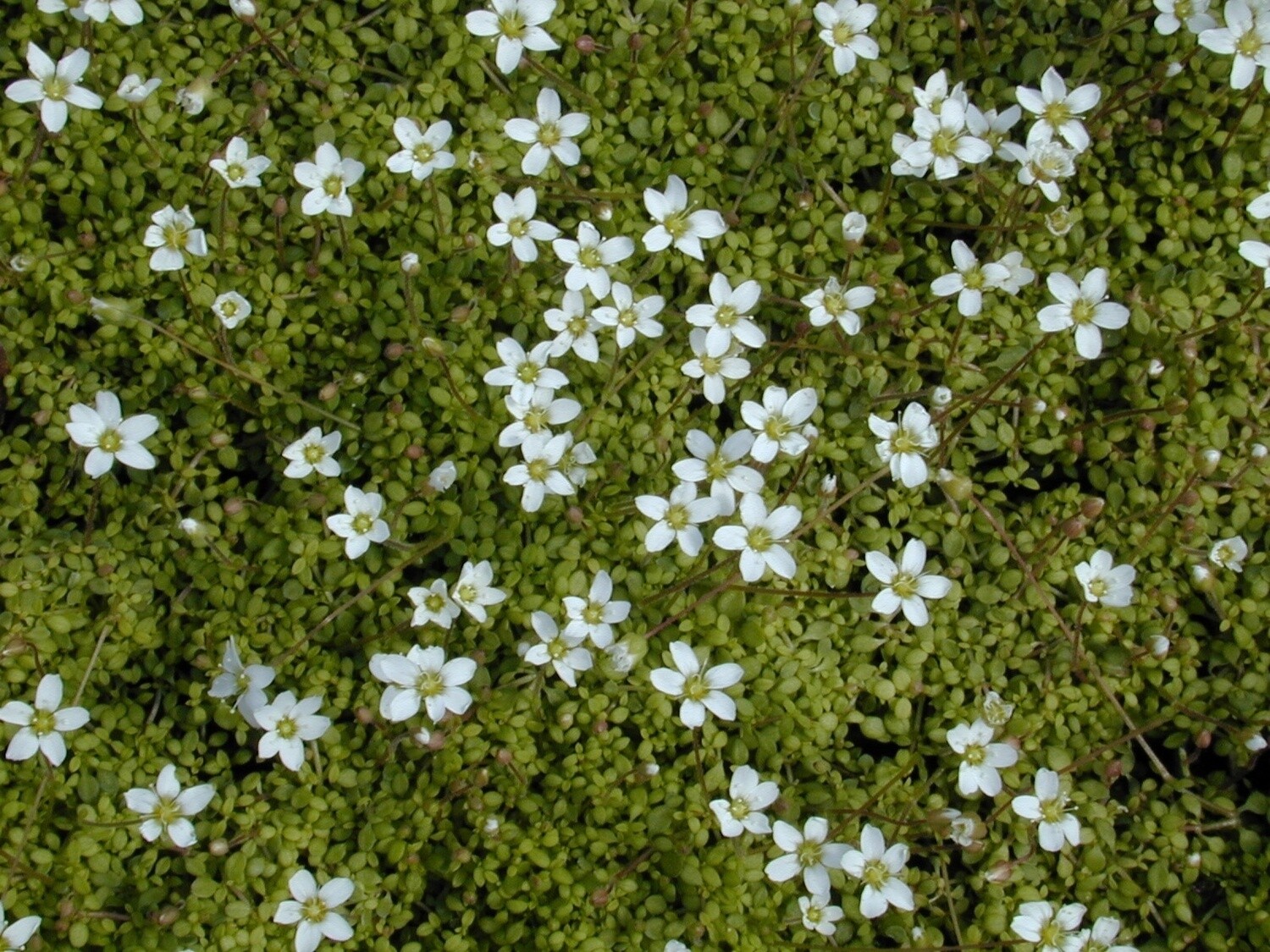 Arenaria Balearica (Corsican Sandwort) 4in