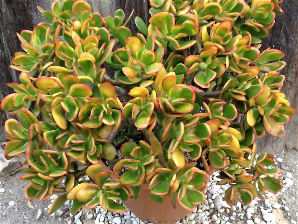 Crassula Ovata Humme&#39;s Sunset 4in
