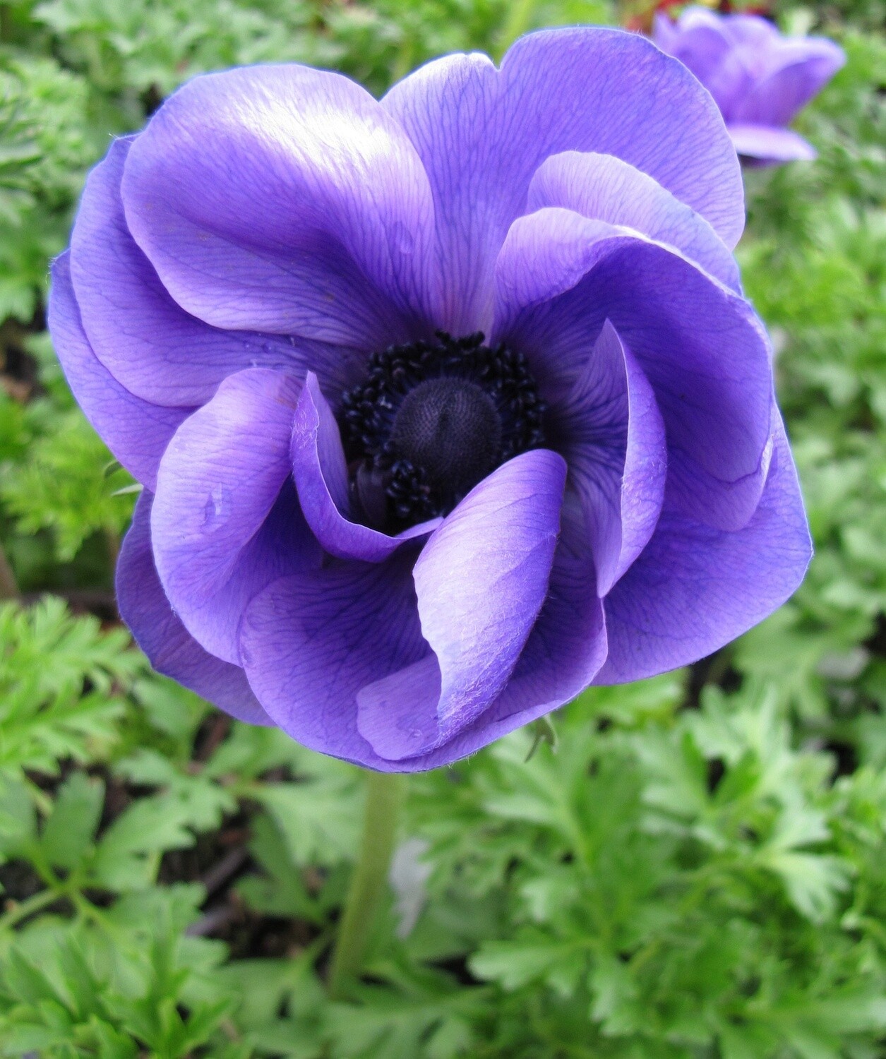 Anemone Harmony Blue Qt