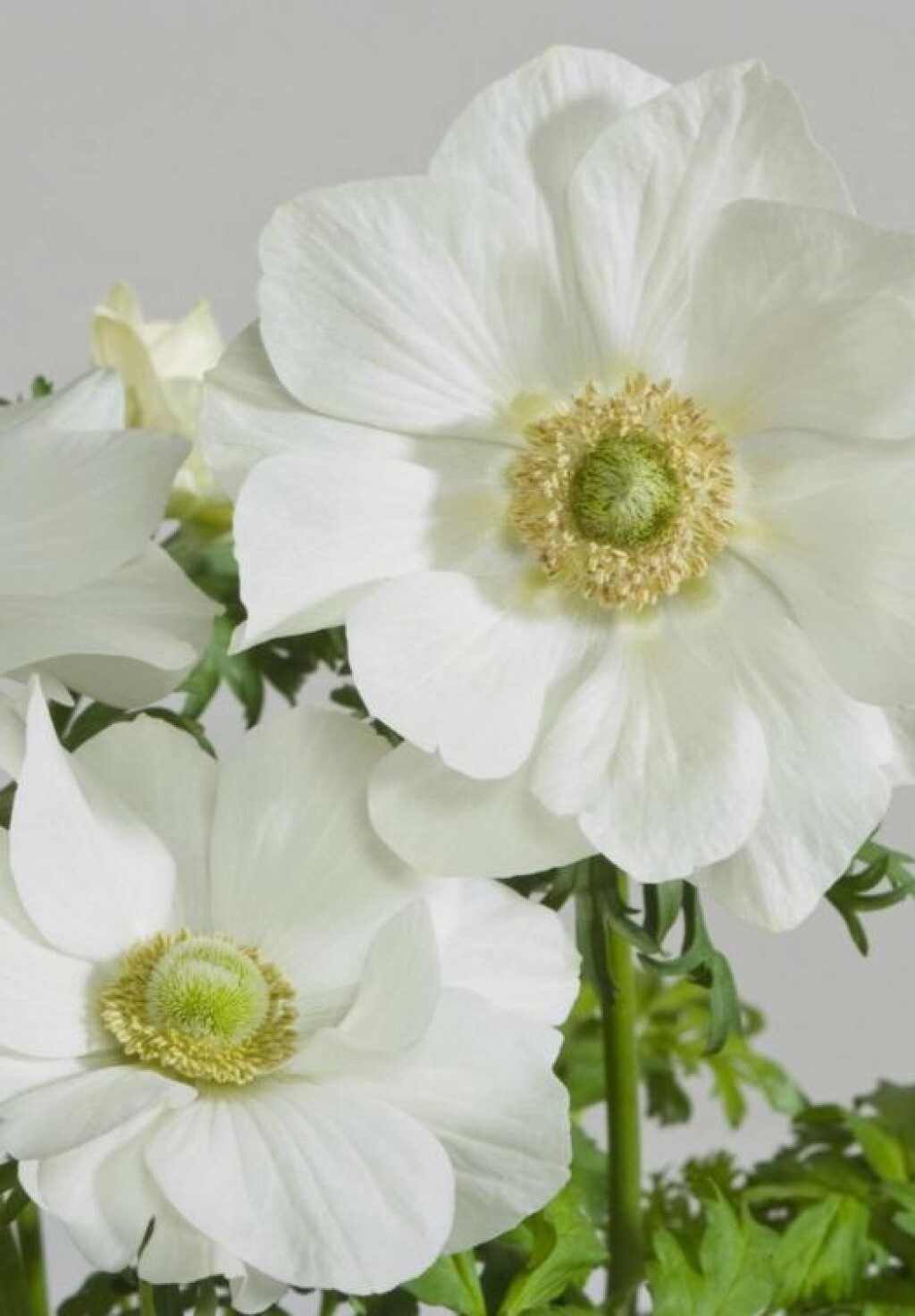 Anemone Harmony White QT