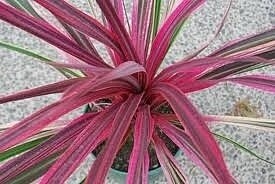 Cordyline Can Can Qt