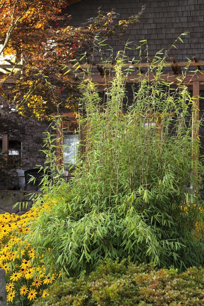 Red Clumping Bamboo 2 gal