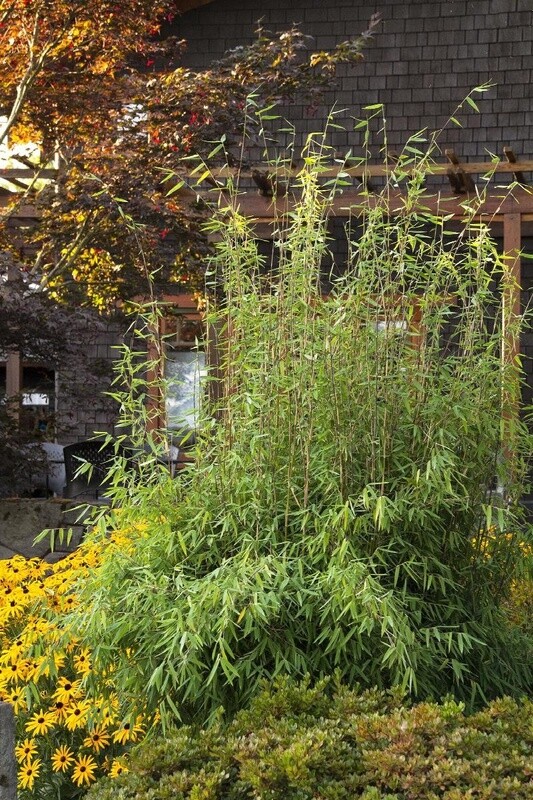 Red Clumping Bamboo 2 gal
