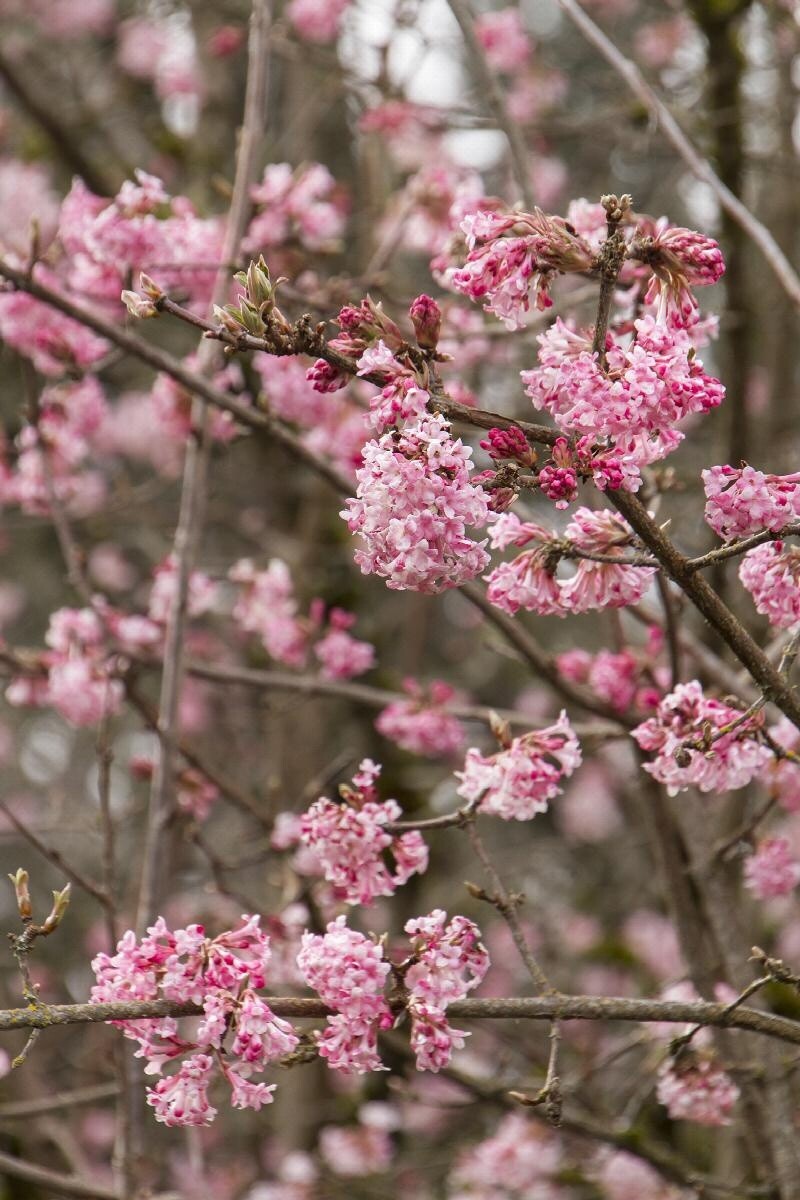 Viburnum Pink Dawn 2 gal