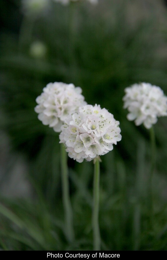 Armeria Morning Star White Qt