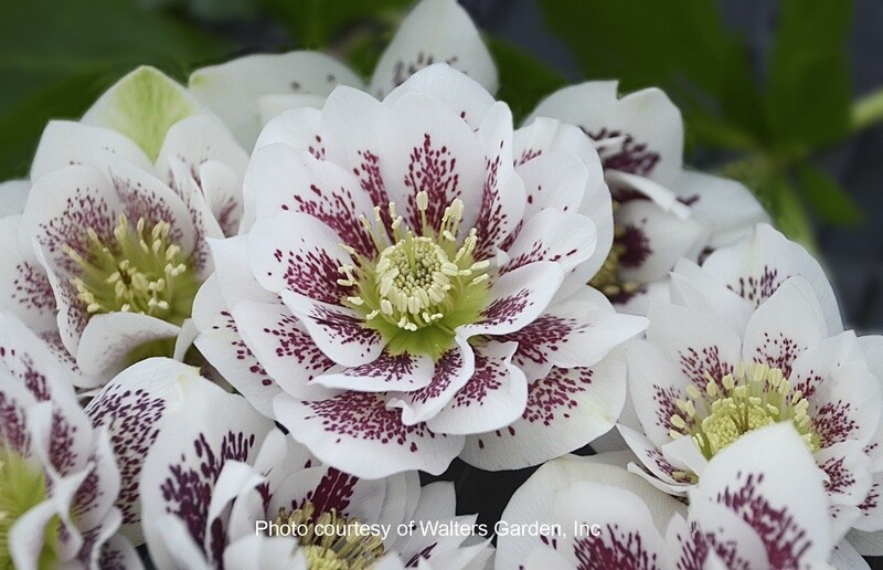 Hellebore Wd Pty Confetti Cake Qt