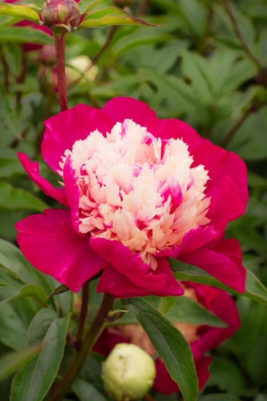 Peony White Cap 1 gal
