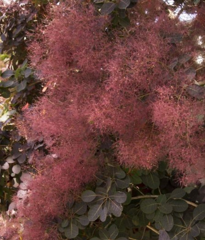 Cotinus Purple Smokebush 3 gal