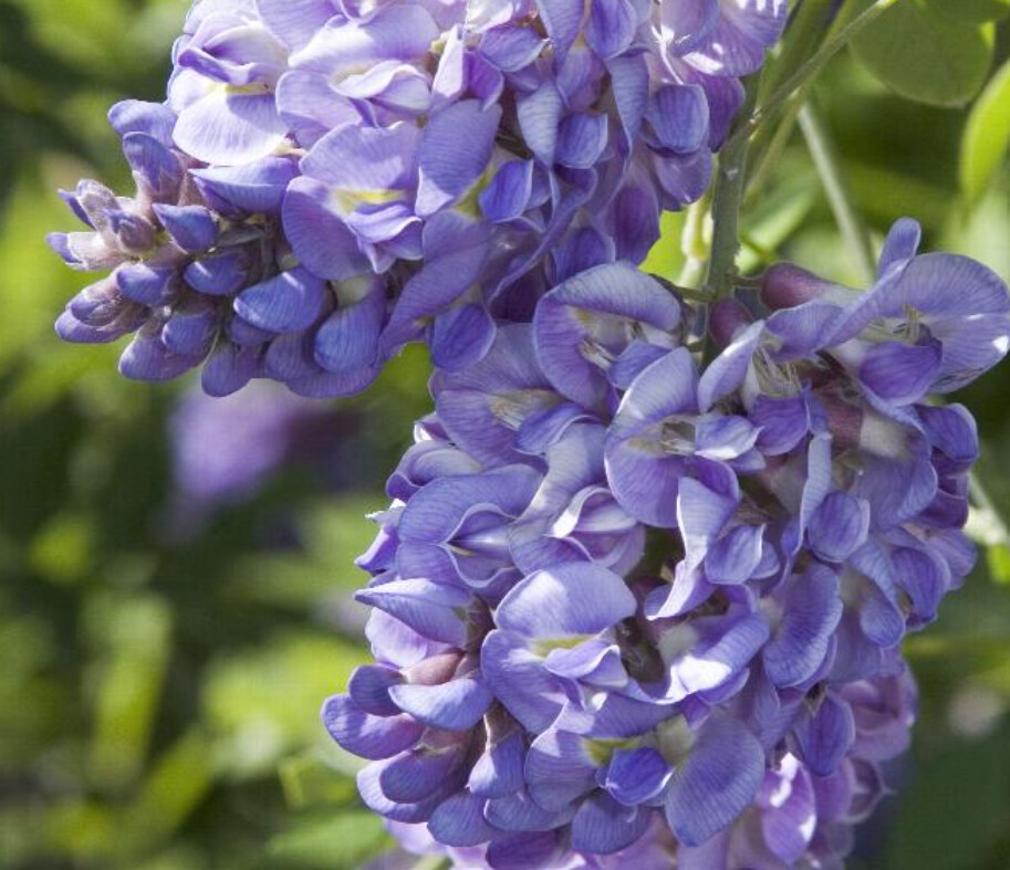 Wisteria Amethyst Falls 3 gal