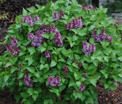 Lilac Prairie Petit 3 gal
