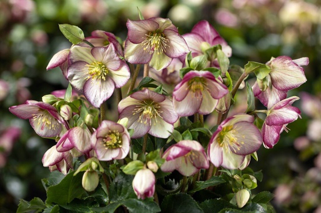 Hellebore Ice Breaker Bonny 1 gal