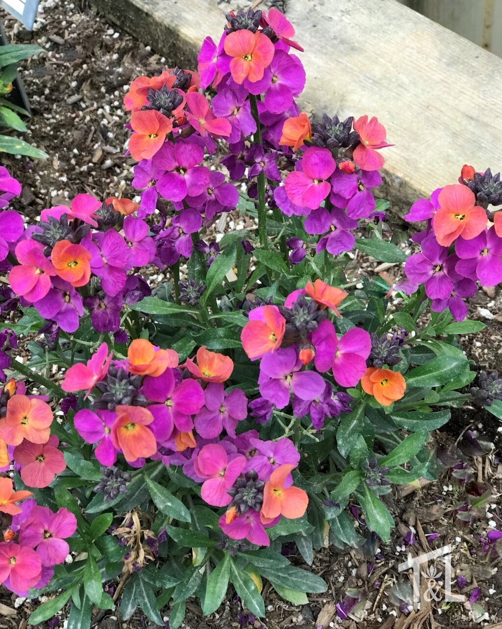 Wallflower Erysistible Magenta Qt