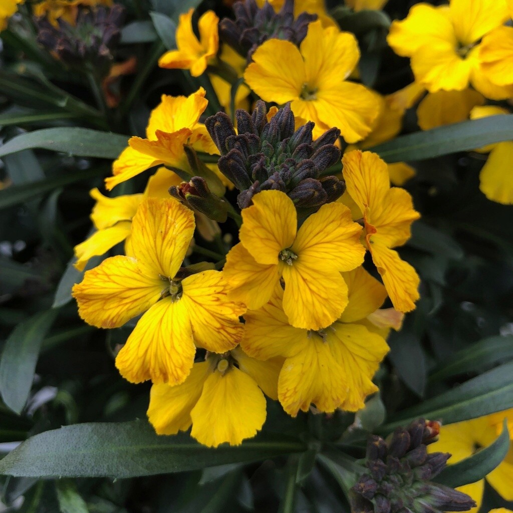 Wallflower Erysistible Yellow Qt