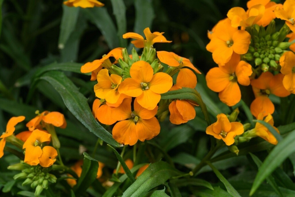 Wallflower Sunstrong Orange Qt
