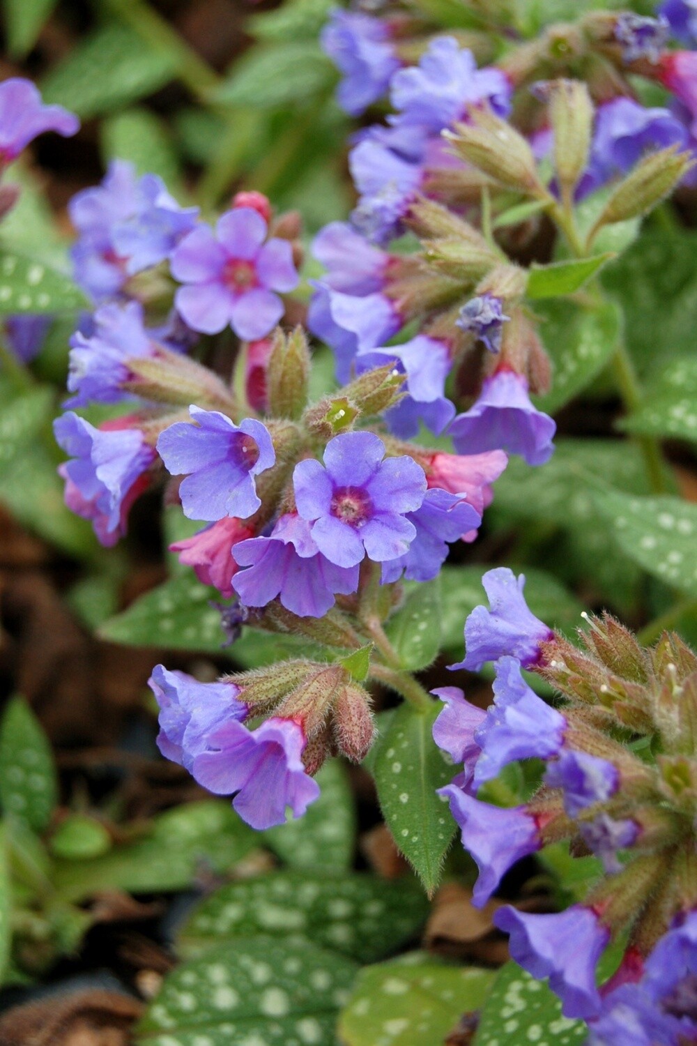 Pulmonaria Trevi Fountain Blue Qt