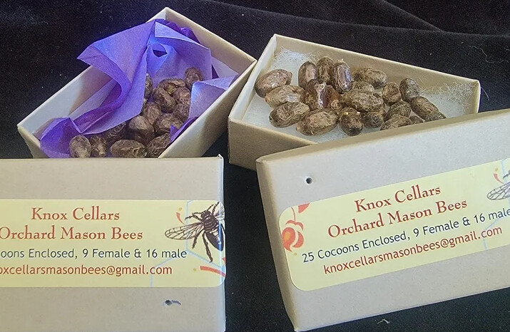 A01 Mason Bees loose cocoons 25