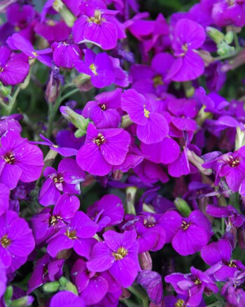 Aubrieta AXCENT Deep Purple 4&quot;