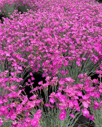 Dianthus Fire Witch 4in