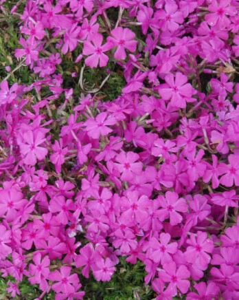 Creeping Phlox Drummonds Pink 4in