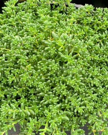 Sedum Stefco Lemonade 4in
