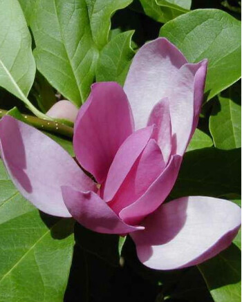 Magnolia Susan 2 gal