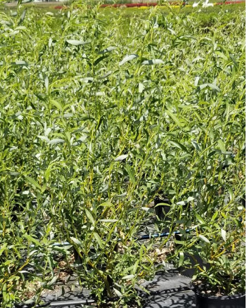 Corkscrew Willow Golden Curls 2 gal