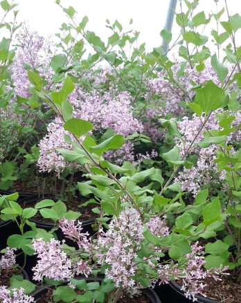 Dwarf Korean Lilac 1 gal