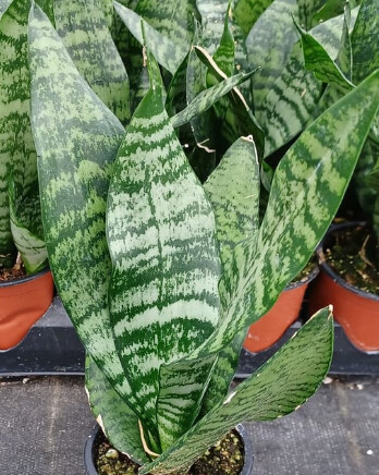 Sansevieria Black Coral Snake Plant 4&quot;