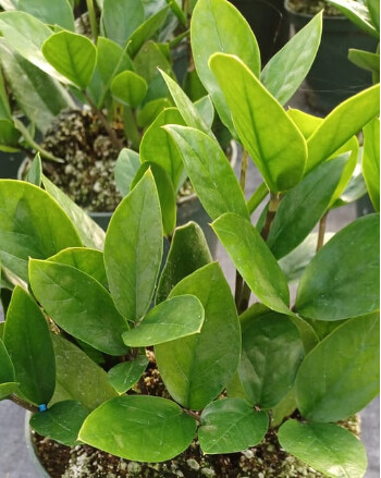 ZZ Plant 4in
