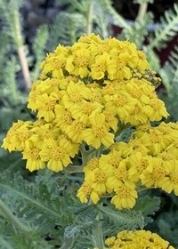 Yarrow Little Moonshire 1 gal