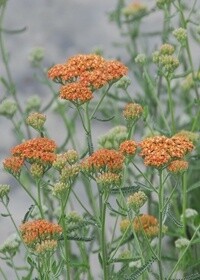 Yarrow Terra Cotta 4in
