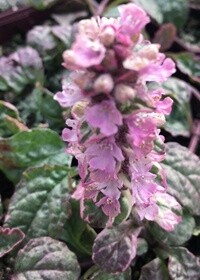 Ajuga Pink Lightning 4in