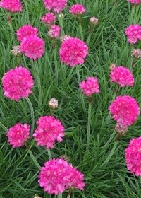 Armeria Dusseldorf 4in