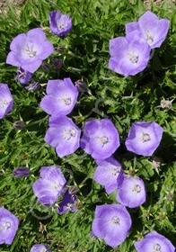Campanula Deep Blue Chips 4in