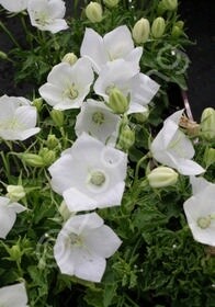 Campanula White Chips 4in