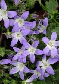 Campanula Serbian Bellflower 4&quot;