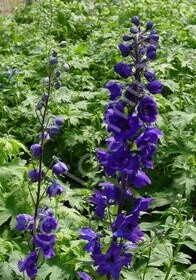 Delphinium Black Knight 4in
