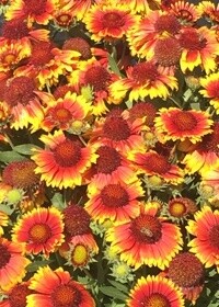 Gaillardia Arizona Sun 4in