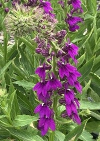 Lobelia Starship Blue 4in