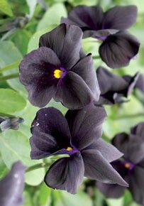 Viola Molly Sanderson Qt