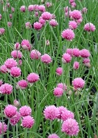 Chives Common 4in