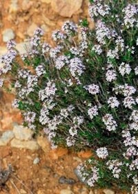 Winter Thyme 4in