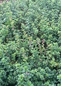 Oregano Thyme 4in