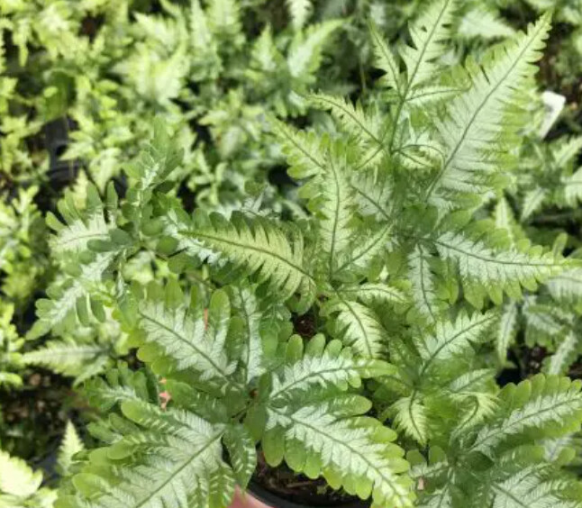 Fern Pteris 6&quot; HB