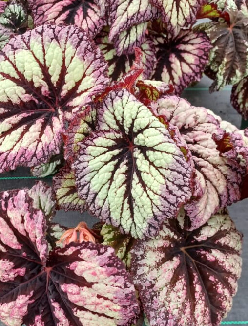 Begonia Fireworks 6&quot;