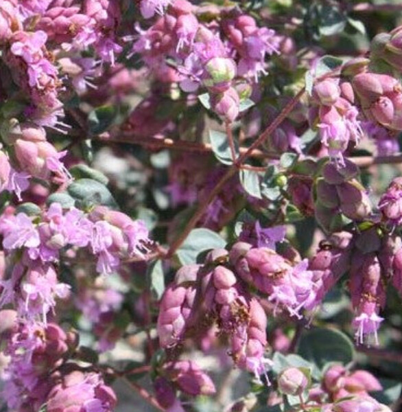 Oregano Monterey Bay 4"