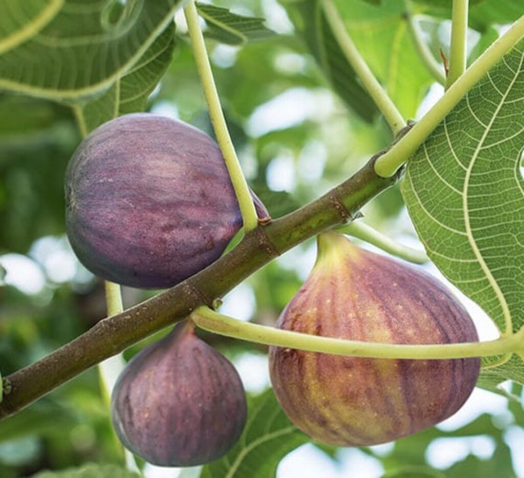 Fig LSU Purple Hardy 1 gal