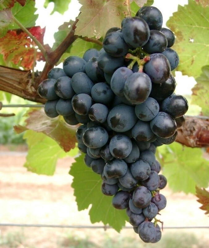 Red Table Grape Canadice 1 gal