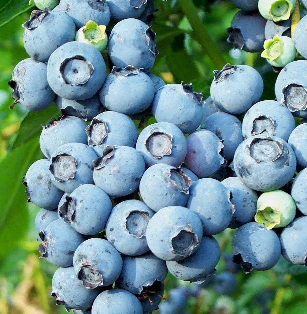 Blueberry Sunshine Blue Qt