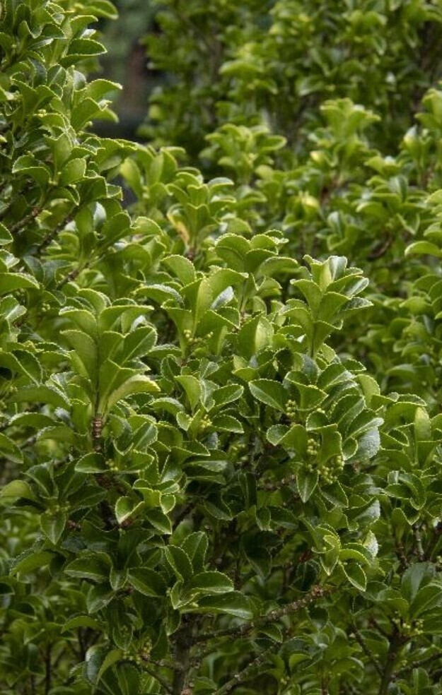 Euonymus Green Spire 2 gal